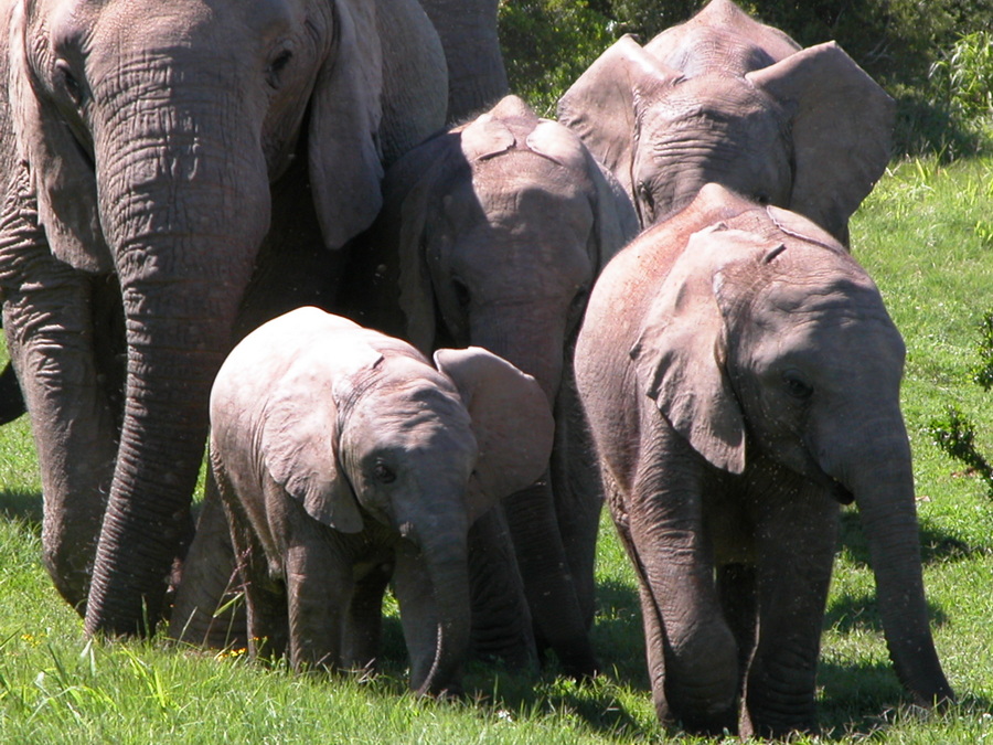 Reisebericht Südafrika - Drakensberge - Addo Elephant National Park - Garden Route und Kapstadt