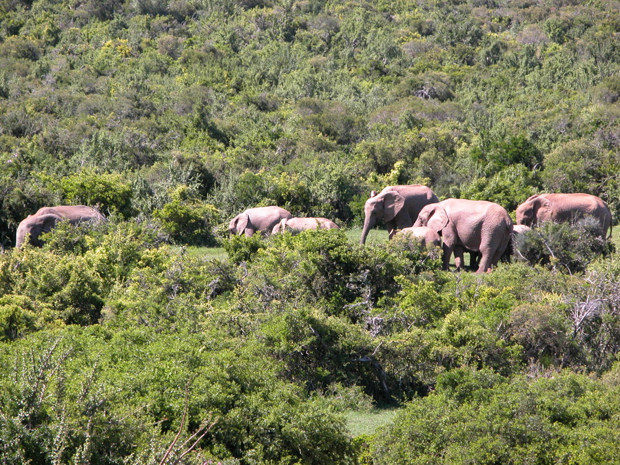 Addo Nationalpark - Südafrika - Safari