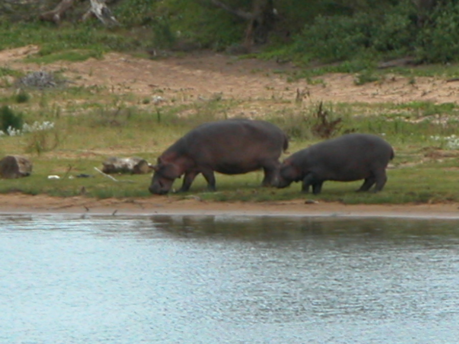 Hippos vom Restaurant der Skiboat Base - St.Lucia - Südafrika