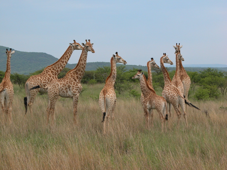 Giraffen auf einer Reitsafari in KwaZuluNatal Midlands in Südafrika