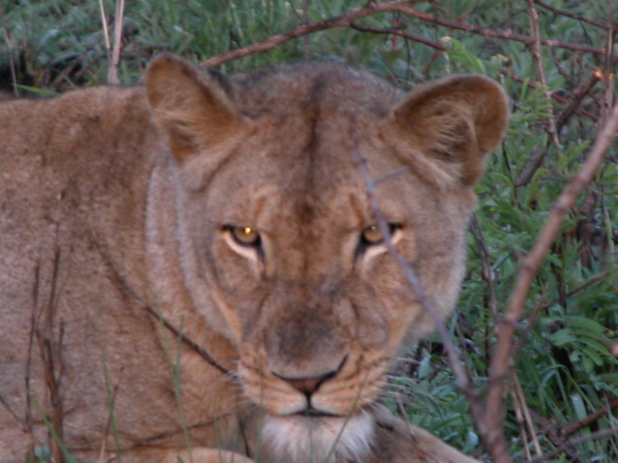 Südafrika - Safari in Hluhluwe Imfolozi Game Reserve - Fotos und Reisebericht