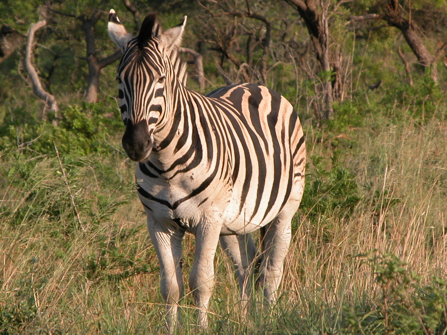 Zebra in Hluhluwe Game Reserve