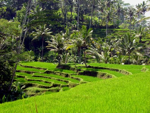 Bali Reisebericht - Indonesien Urlaub