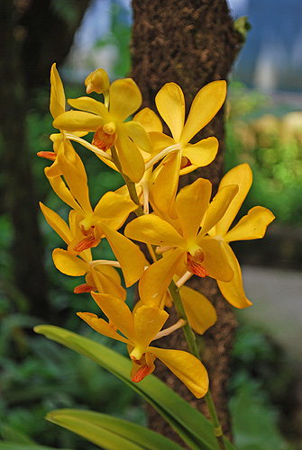 Kuala Lumpur - Ein Orchideen Garten in der Nähe des Bird Park