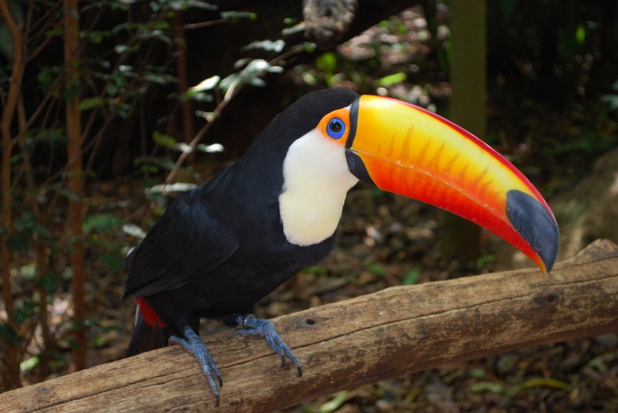 Parque das Aves Iguazu - Brasilien