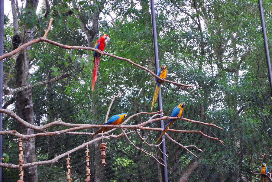 Parque das Aves Iguazu - Brasilien