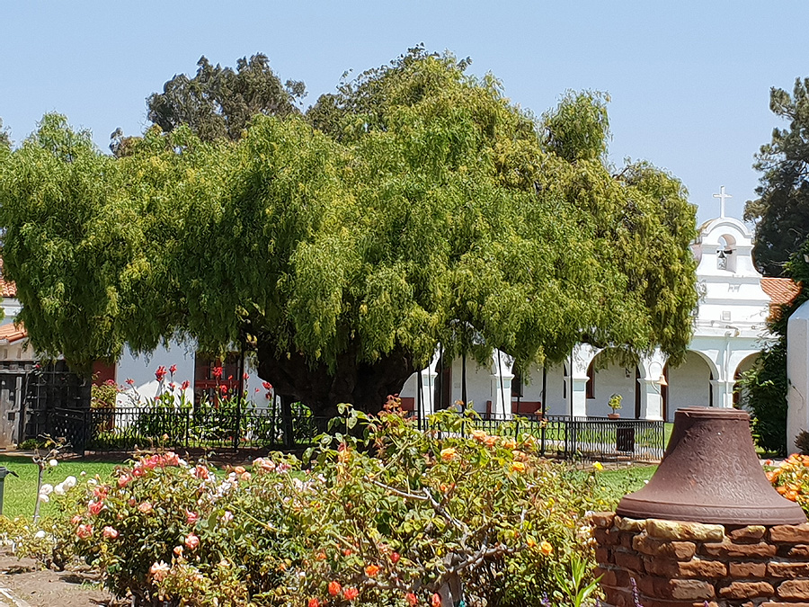 Mission San Luis Rey de Francia - Altester Peruanische Pfefferbaum in Kalifornien
