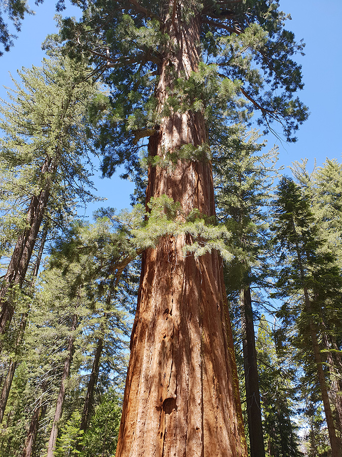 Yosemite Nationalpark-  Wanderung auf The Historic BigOak Flat Road