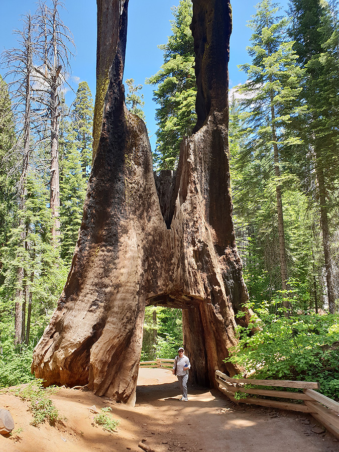 Yosemite Nationalpark  - Dead Giant Tunnel Tree